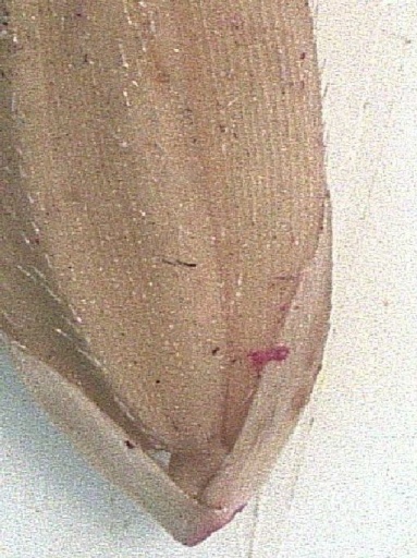 赤く染まったイネカメムシの吸汁痕