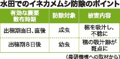 水田でのイネカメムシ防除のポイント