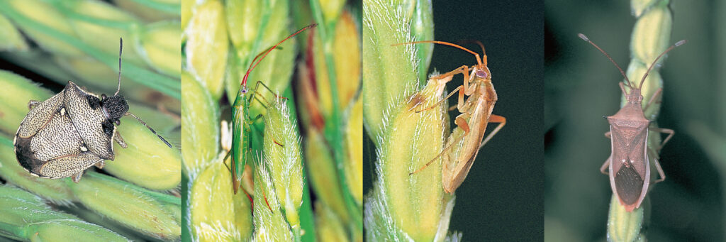 斑点米カメムシ類