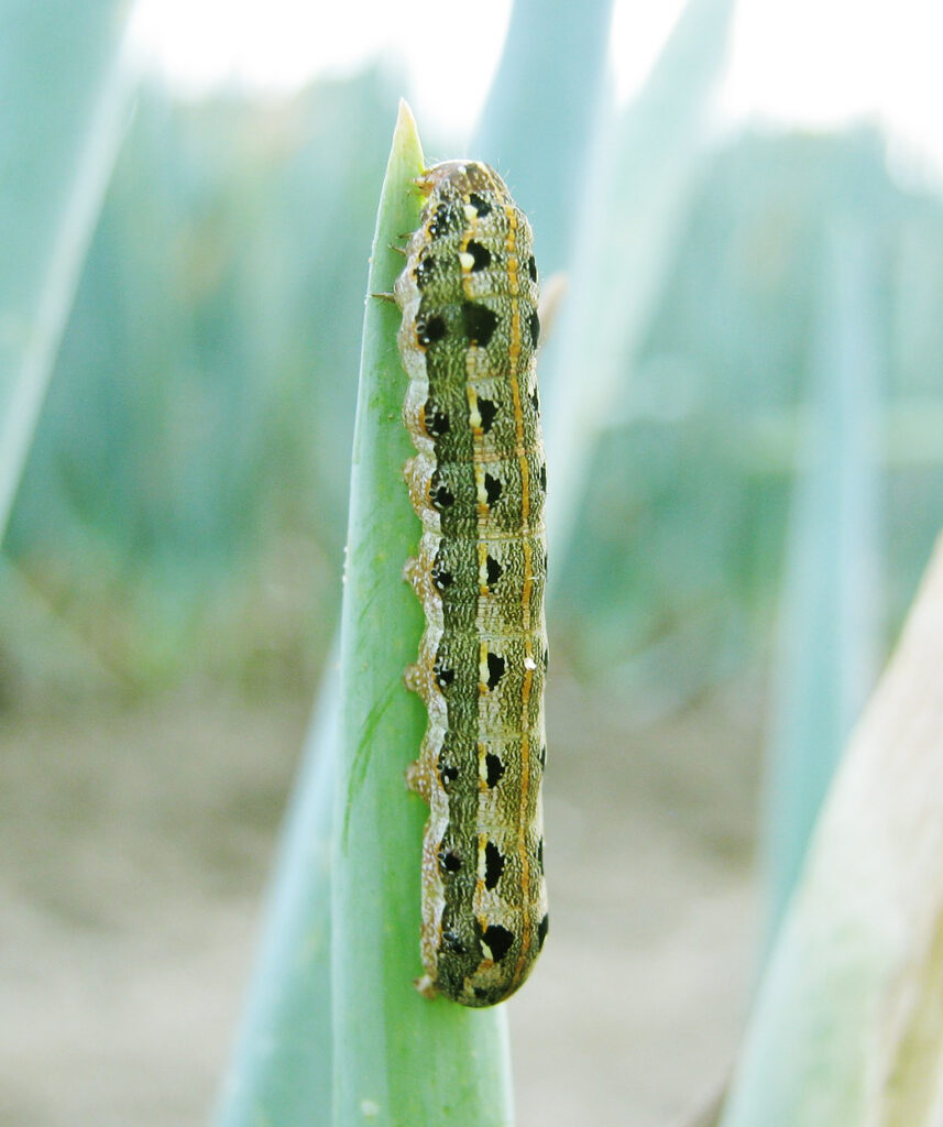 ハスモンヨトウ幼虫