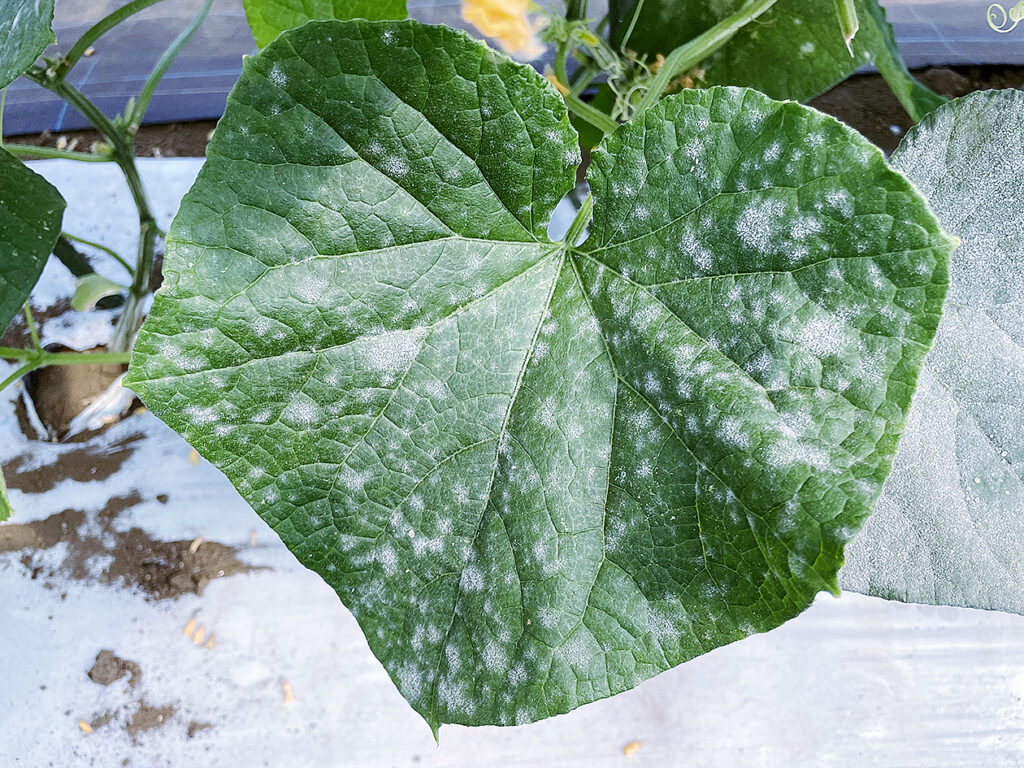 キュウリうどんこ病