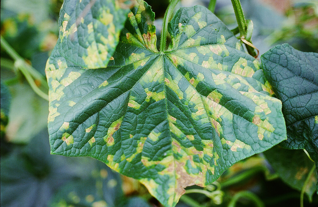 キュウリべと病