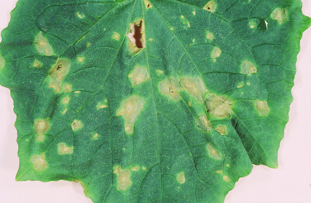 キュウリ褐斑病