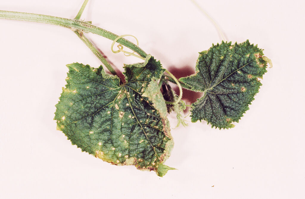 キュウリ黒星病