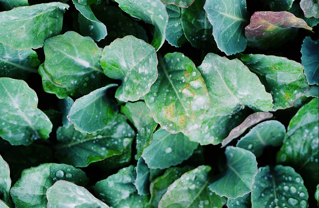 べと病（提供：我孫子和雄氏）