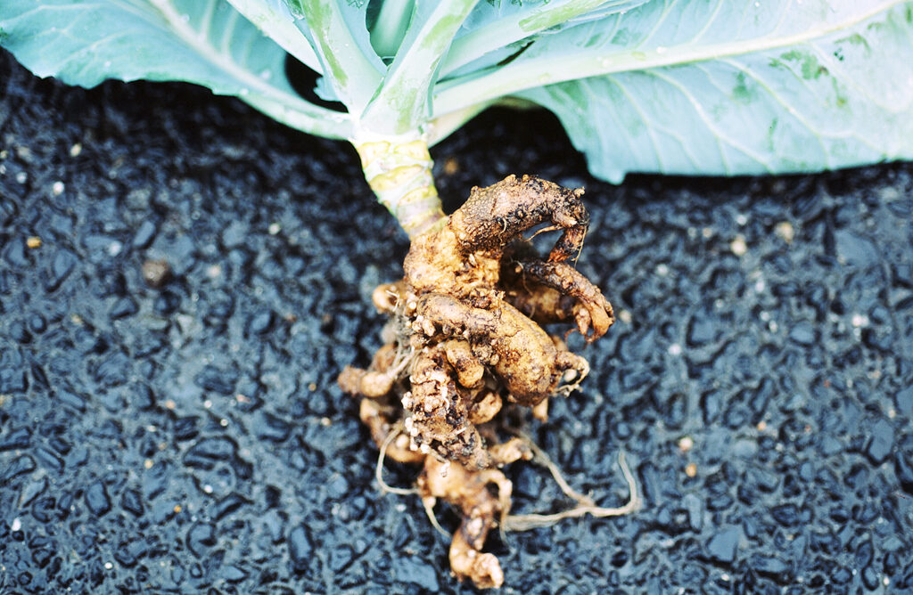 根こぶ病（提供：我孫子和雄氏）