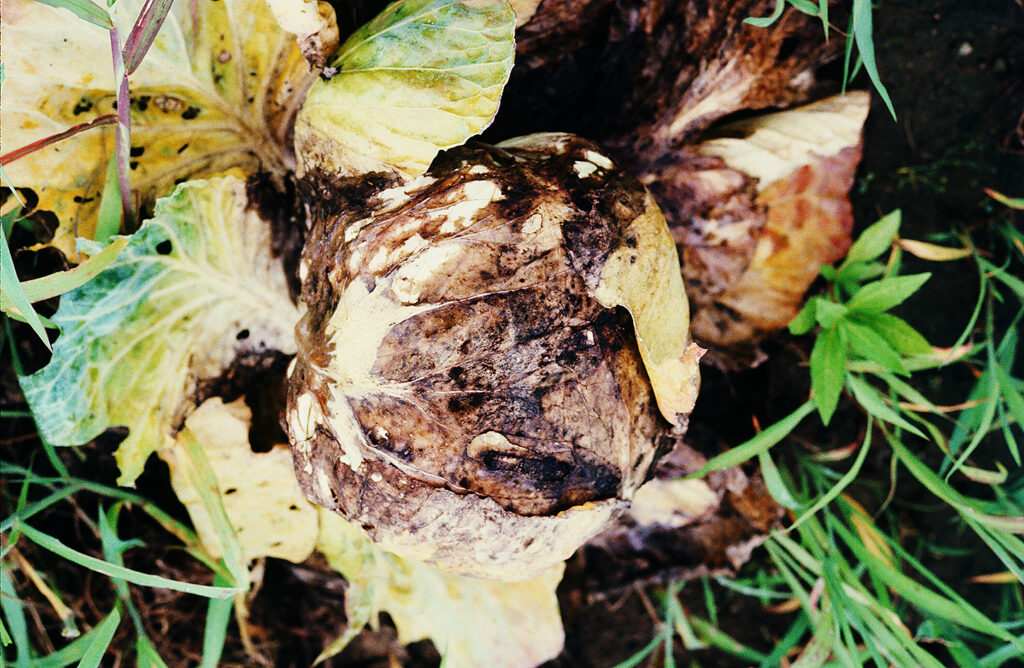 軟腐病（提供：我孫子和雄氏）