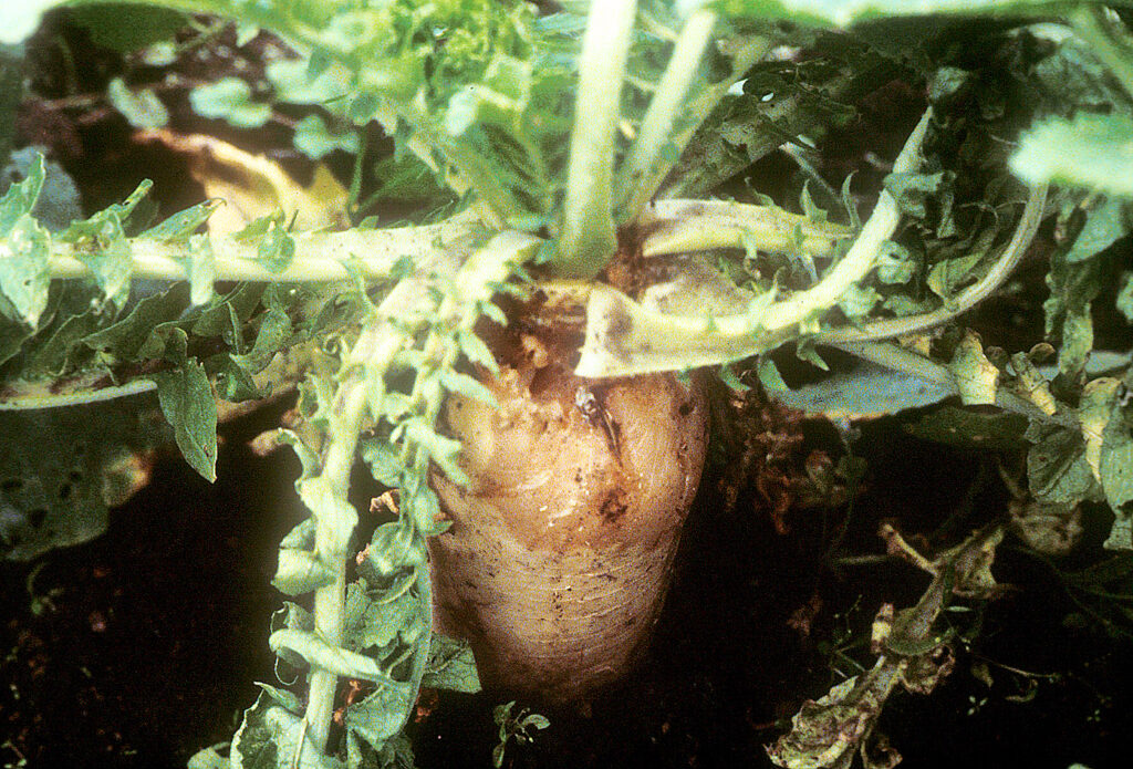 ダイコン軟腐病