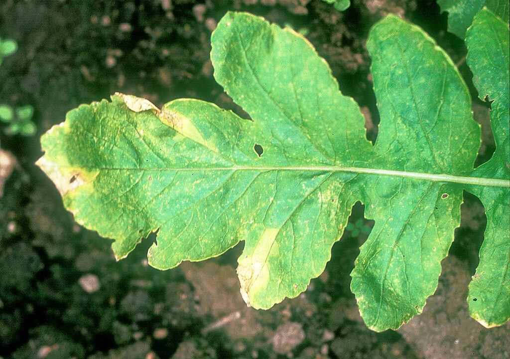 ダイコン黒腐病