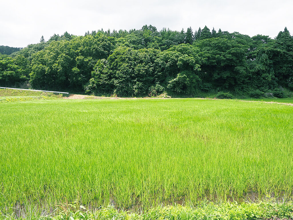 ドローン播種した圃場（７月10日、青森県田子町）