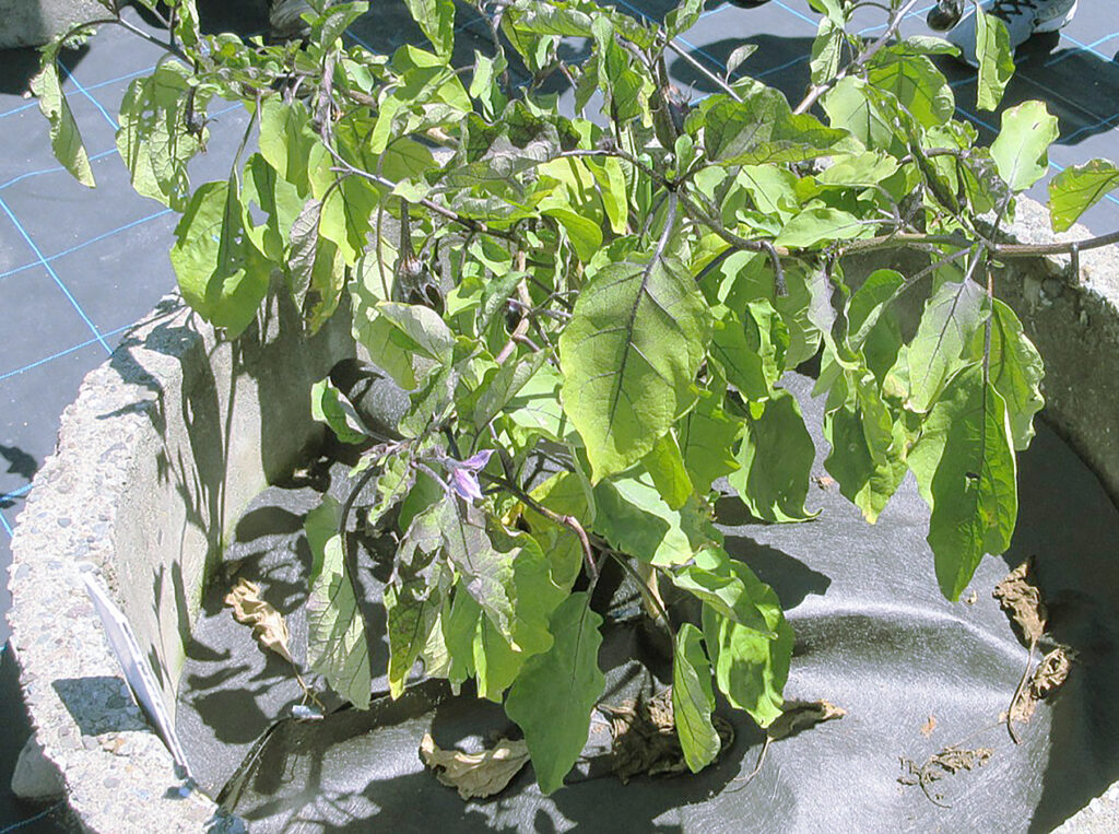 ナス半身萎凋病