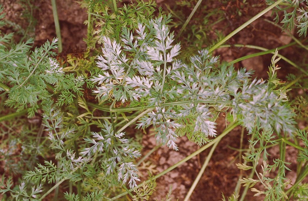 ニンジンうどんこ病