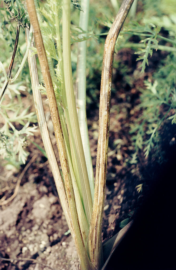 ニンジン黒斑病