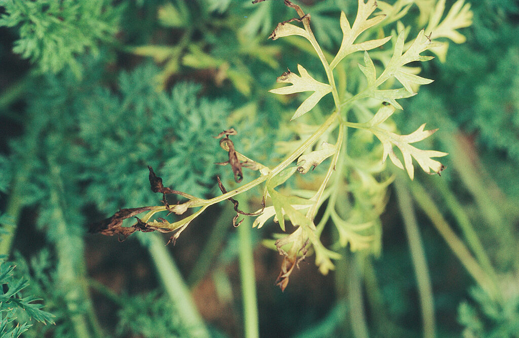 ニンジン黒葉枯病