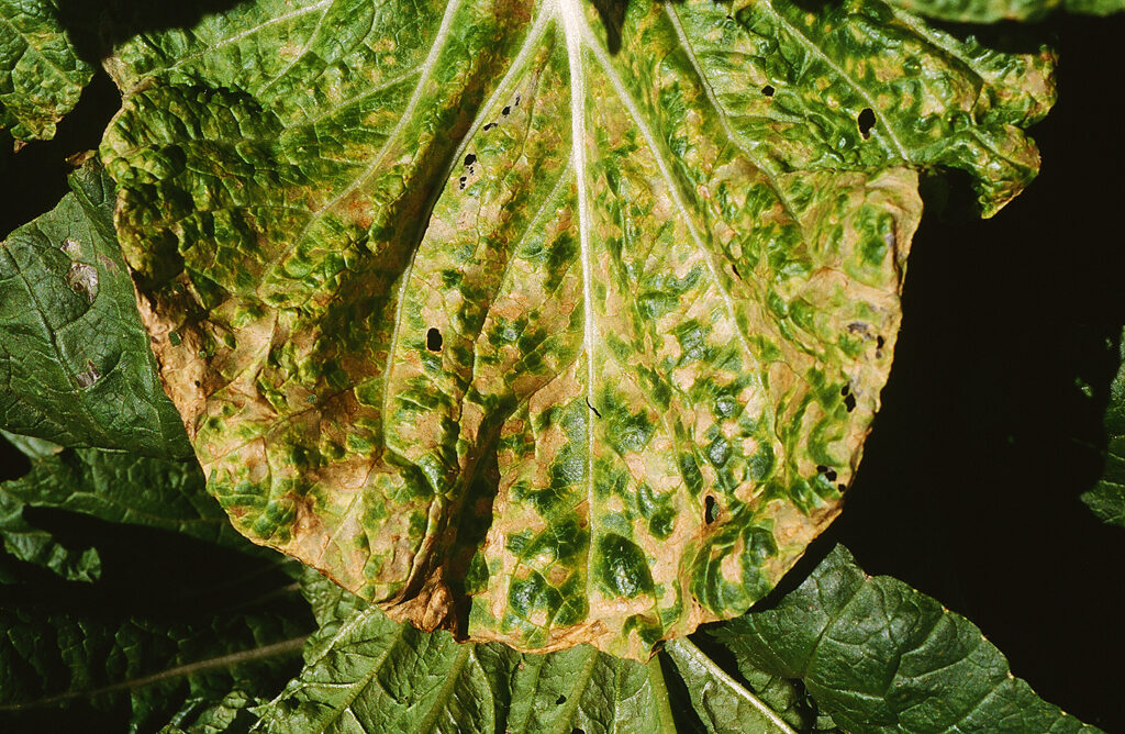 ハクサイべと病（画僧提供：我孫子和雄氏）