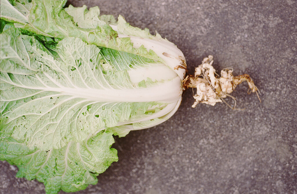 ハクサイ根こぶ病（画僧提供：我孫子和雄氏）