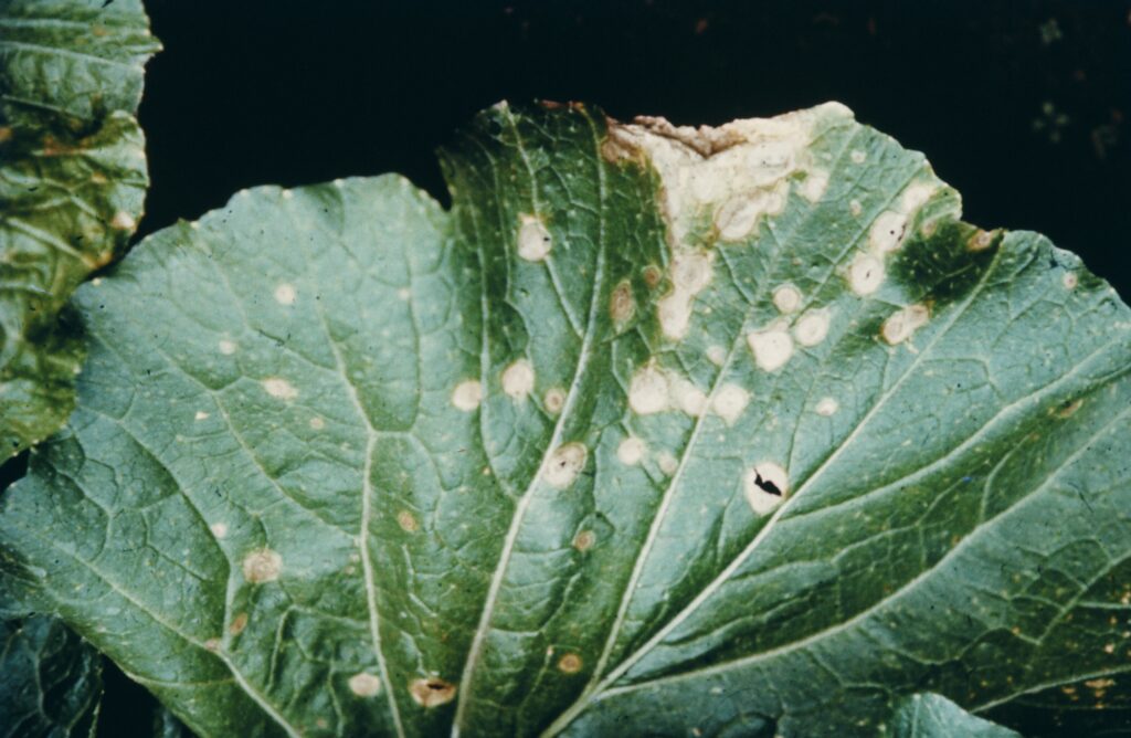 ハクサイ白斑病（画僧提供：我孫子和雄氏）