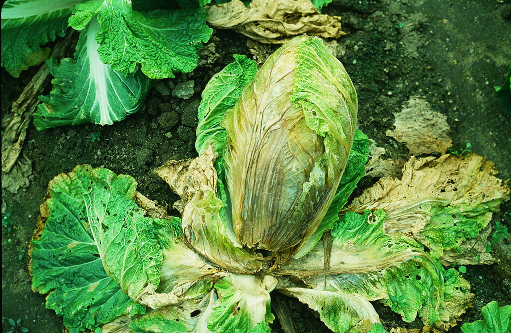 ハクサイ軟腐病（画僧提供：我孫子和雄氏）